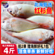 北海红杉鱼新鲜冷冻深海鱼去鳞鳃去内脏免清理冰鲜清蒸香煎红三鱼