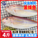 北海金线鱼新鲜杀好深海鱼去鳞鳃去内脏免处理冷冻海鲜特大金丝鱼