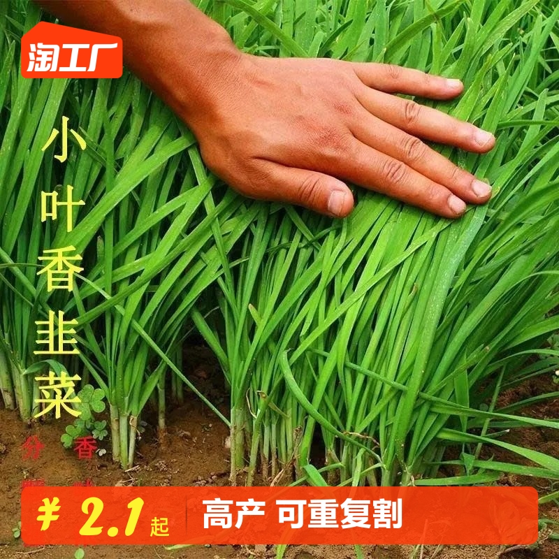 韭菜种籽蔬菜种子大全简单四季香甜白根红种植原装庭院农家秋冬季