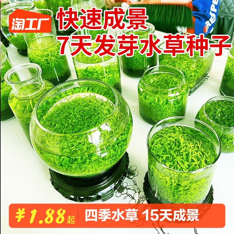 鱼缸水草种子生态玻璃瓶造景套餐植物种籽孑水培阴性真草盆栽装饰