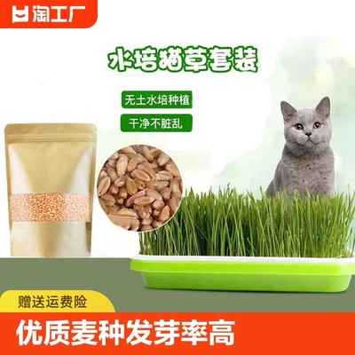 猫草盆栽猫薄荷小麦种子无土水培去毛球化毛草猫草粒幼猫成猫零食