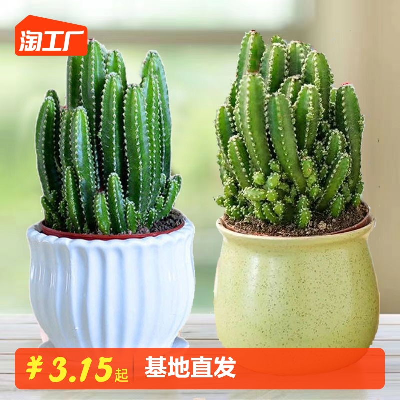 聚财山万重山绿植花卉电脑植物防辐射桌面多肉仙人球盆栽掌阳台