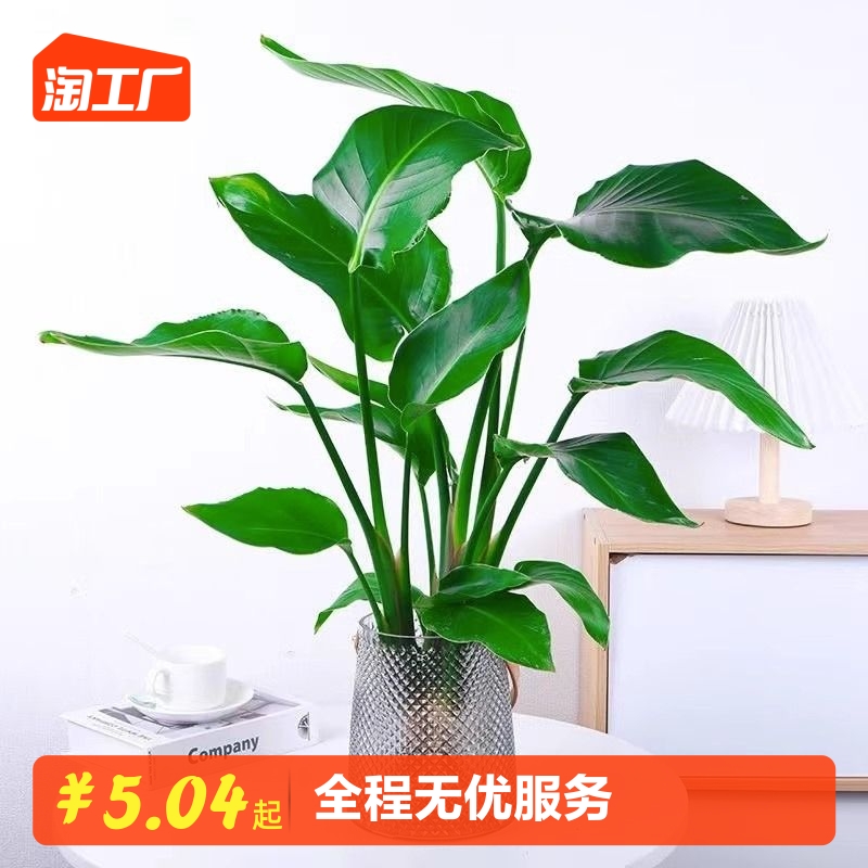 天堂鸟水培植物鹤望兰盆栽大型绿植室内花卉水养四季常青净化空气