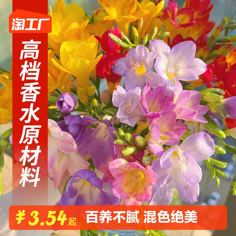 进口香雪兰花大种球盆栽重瓣小苍兰带花苞四季开花好养活植物种子