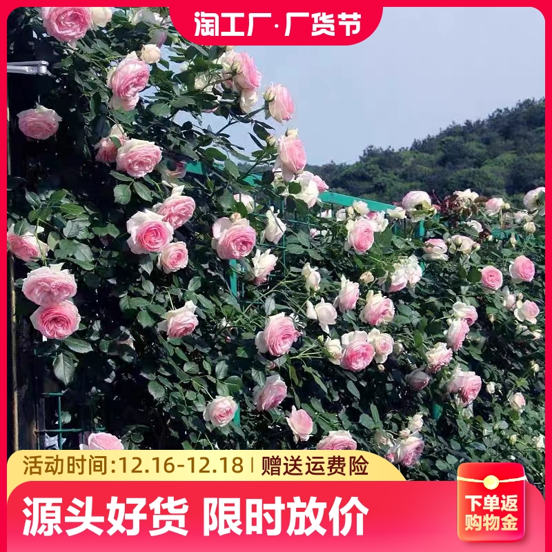 蔷薇花苗藤本月季大花浓香庭院四季开花爬藤植物花卉盆栽阳台玫瑰