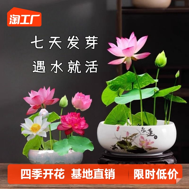 碗莲水培植物花卉室内好养四季开花种子籽办公室水养荷花睡莲盆栽