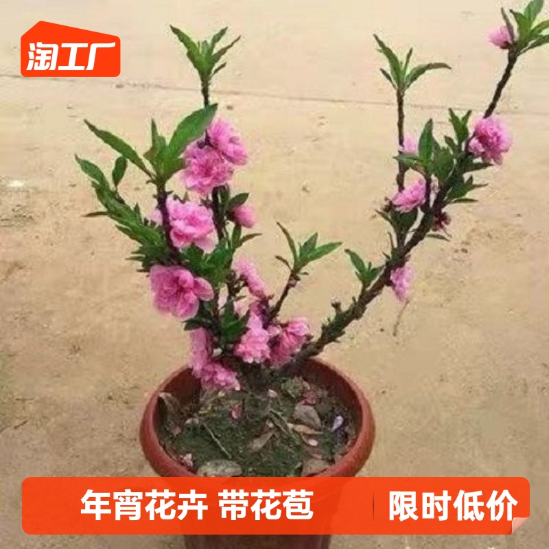 桃花树苗寿心桃盆栽花卉室内阳台庭院耐寒植物年宵花卉带花苞发货