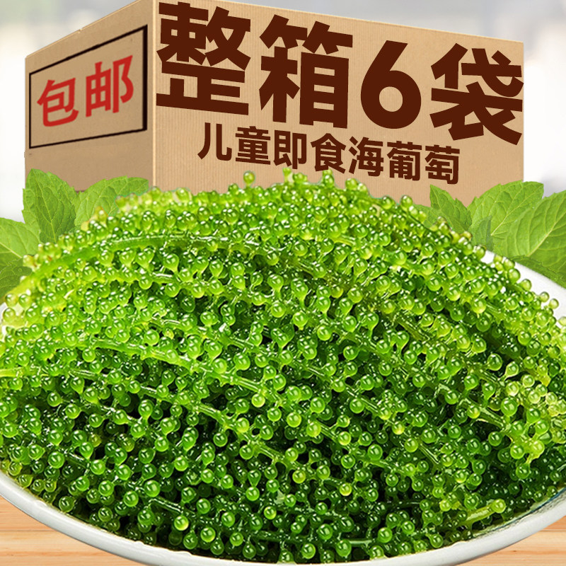 盐渍即食海葡萄新鲜海草海藻海带零食压缩凉拌菜儿童营养健康小吃