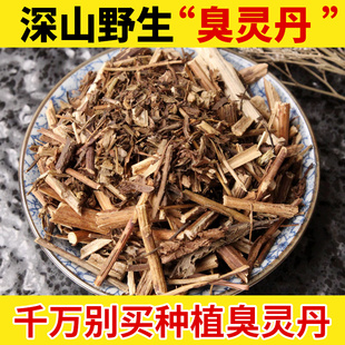 六棱草 深山野生臭灵丹中药材500g 草灵丹 六耳棱 六棱菊中药材