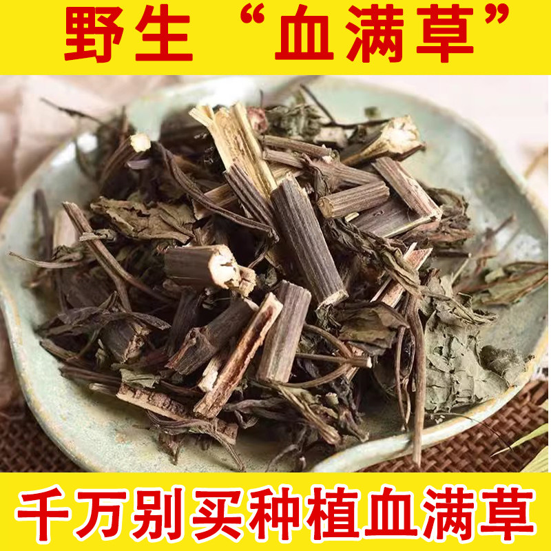 野生中药材血满草 接骨药 接骨丹 血管草 接骨木 陆英 正品野生