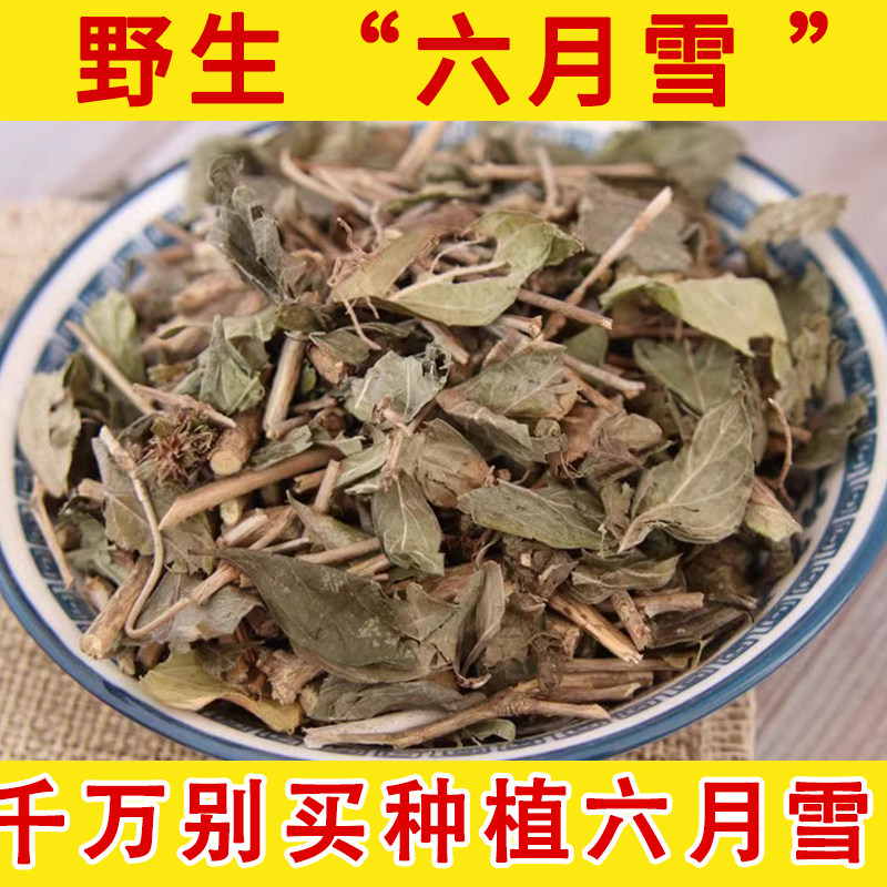 六月雪路边野生 金满天星白马骨硬骨柴自采正品中草药包邮非野生