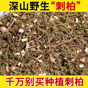 野生中药材刺柏 500克 刺柏叶 柏叶 杜松树叶.山刺柏 短柏木