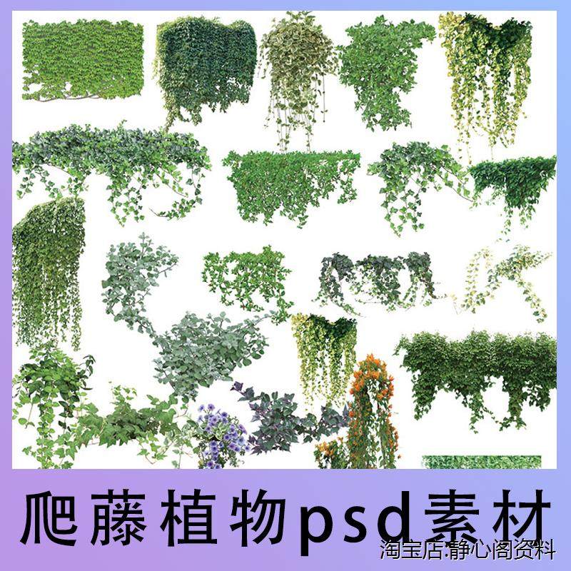 常春藤垂吊牵牛炮仗花爬山虎雪藤景观攀爬类藤蔓植物psd模板素材