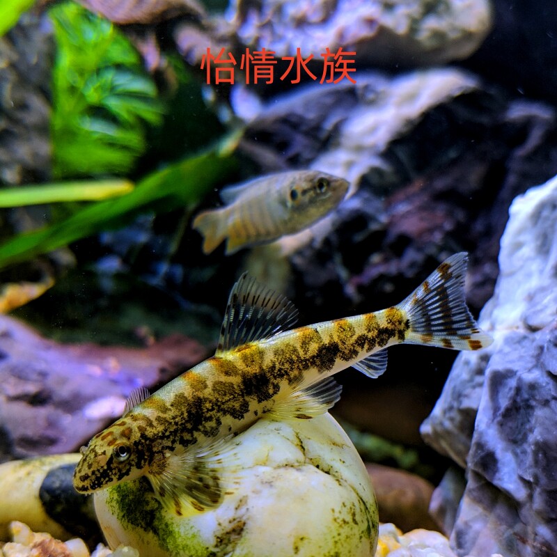 缨口鳅原生冷水淡水爬岩清道夫