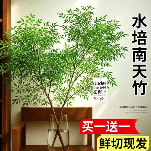 真树室内好养水生高档进口鲜切枝水养绿植南天竹盆栽客厅水培植物