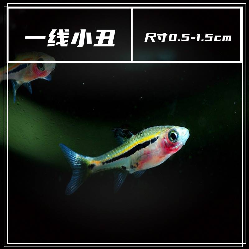 小点绿线丑火金一炽鱼小玛晶灯丑阿焰火小圆露灯帕钻三色比灯丑鱼