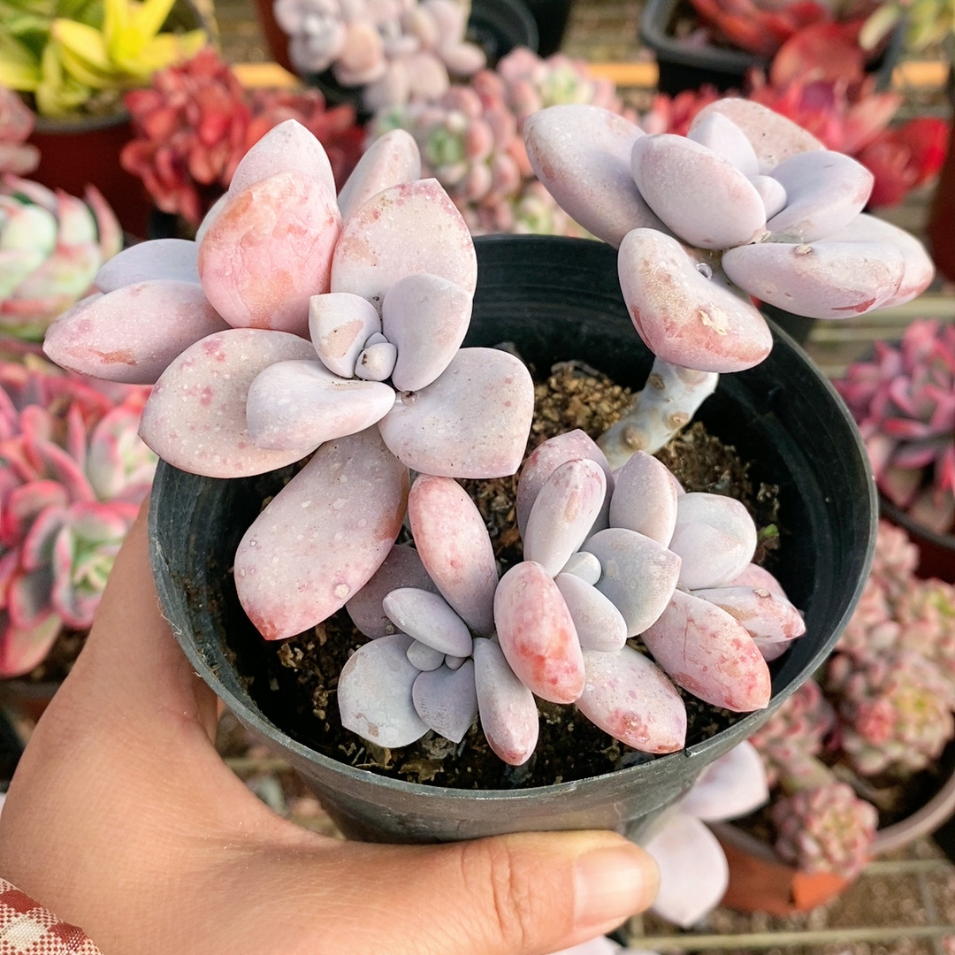 桃霜,鲜花速递/花卉仿真/绿植园艺,多肉植物,淘宝优惠券,粉丝福利购,淘宝优惠卷