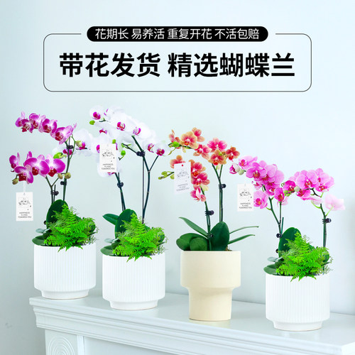 水培植物蝴蝶兰客厅阳台卧室春