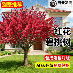 碧桃树苗紫叶红花树庭院耐寒观赏园林工程绿化风景树原木嫁接活苗