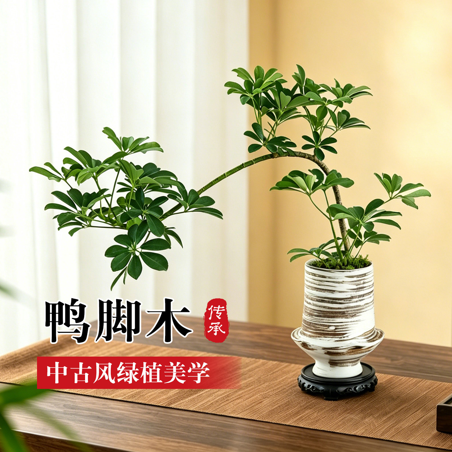 鸭脚木盆栽飘枝造型禅意风格桌面图片