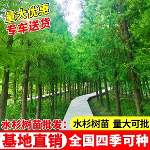 水杉树苗大树河边庭院道路农田绿化四季常青耐寒速生水杉落羽杉苗