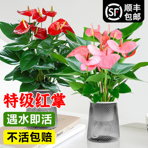 水培红掌白掌大盆栽带花绿植室内办公室桌面大叶粉掌植物水养花卉