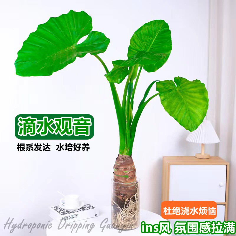 水培植物春羽观音滴水观音室内外桌面卫生间四季常青好养水养绿植