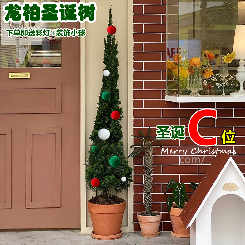 龙柏树苗盆栽圣诞树大型绿植