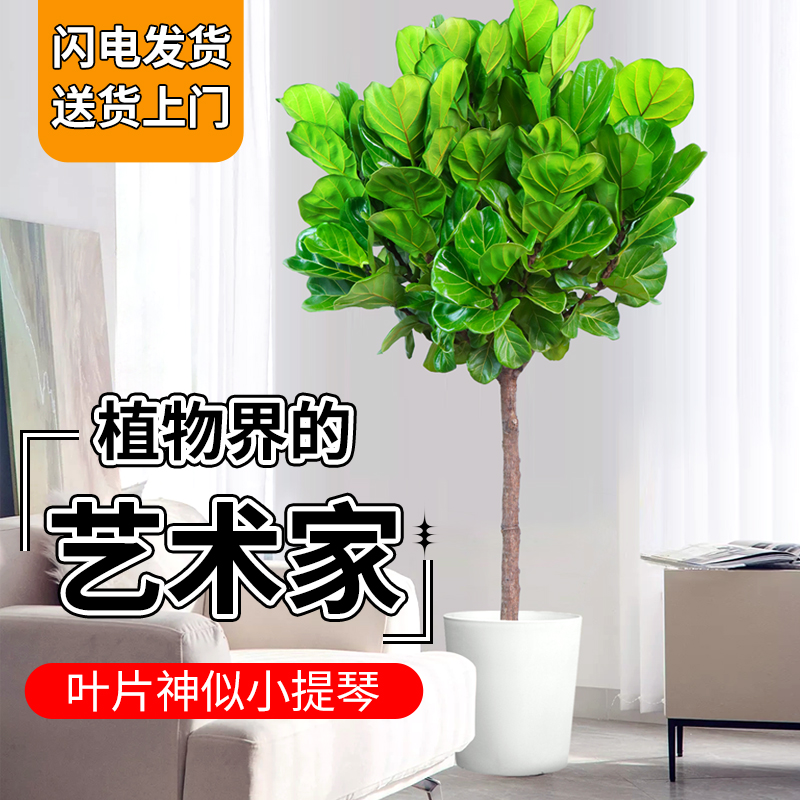 琴叶榕客厅大型绿植盆栽大叶观叶植物老桩盆景花卉四季常青好养活