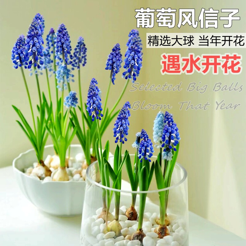 葡萄风信子种球水培植物室内客厅盆栽球根花卉水养绿植四季开花