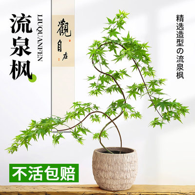 黄金流泉枫盆栽大型绿植装饰家居