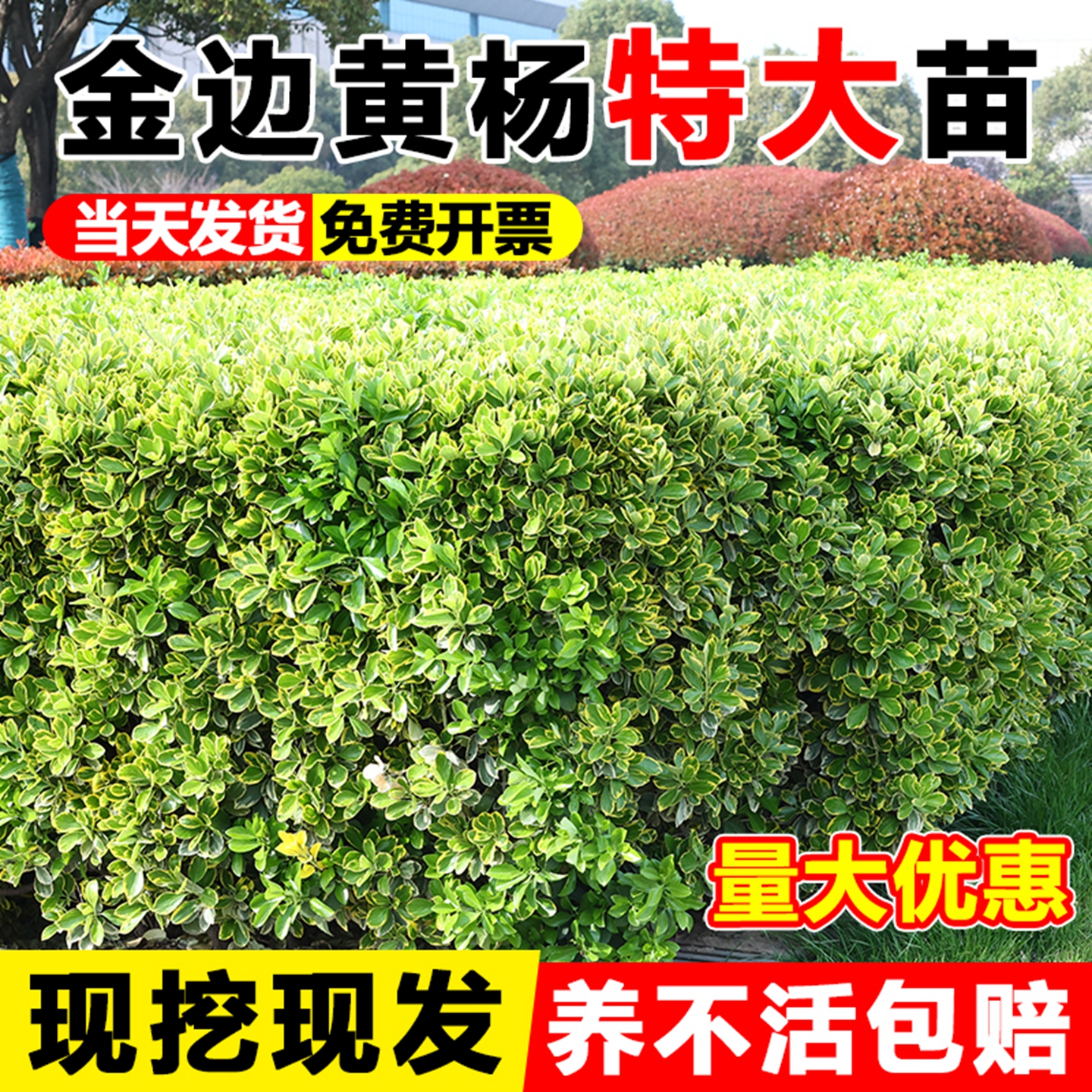 金边黄杨树苗庭院园林绿化苗木