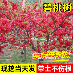 紫叶碧桃树苗观赏桃花庭院别墅工程绿化风景树桃树红花碧桃树活苗