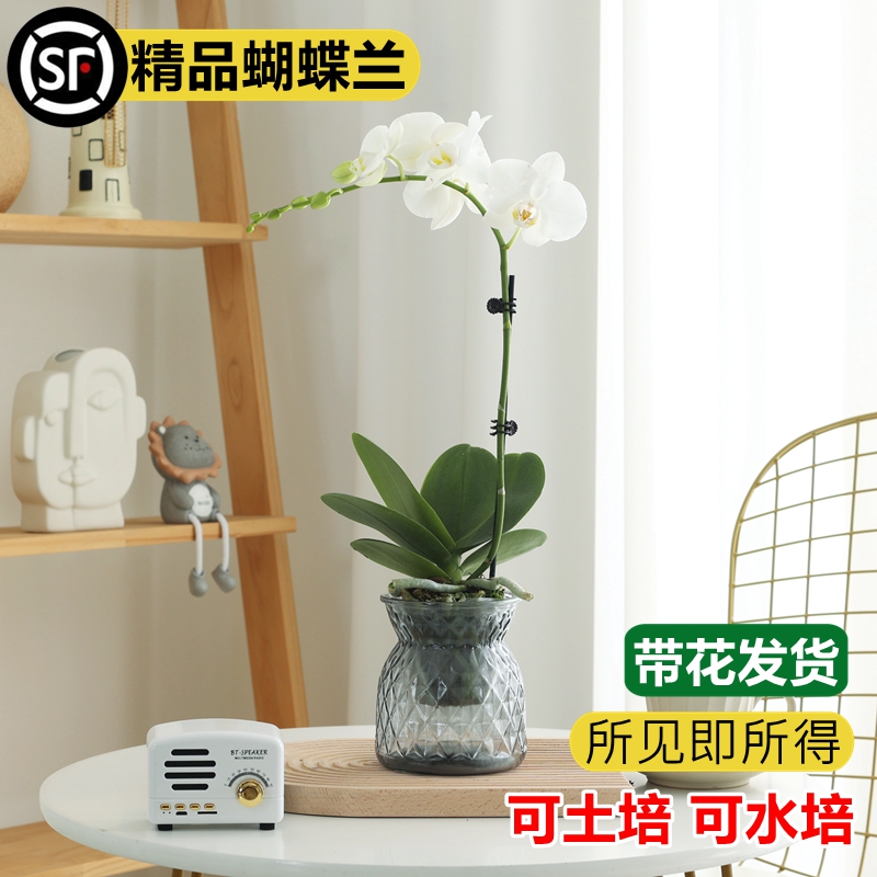 蝴蝶兰盆栽好养易活带花发货