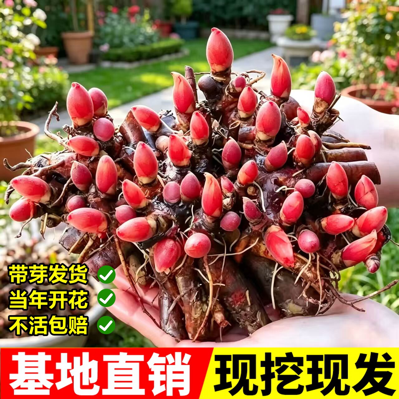 芍药花苗重瓣带芽种根四季开老桩图片