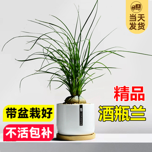 酒瓶兰盆栽老桩盆景大颗植物室内办公室桌面花卉绿植好养一物一拍