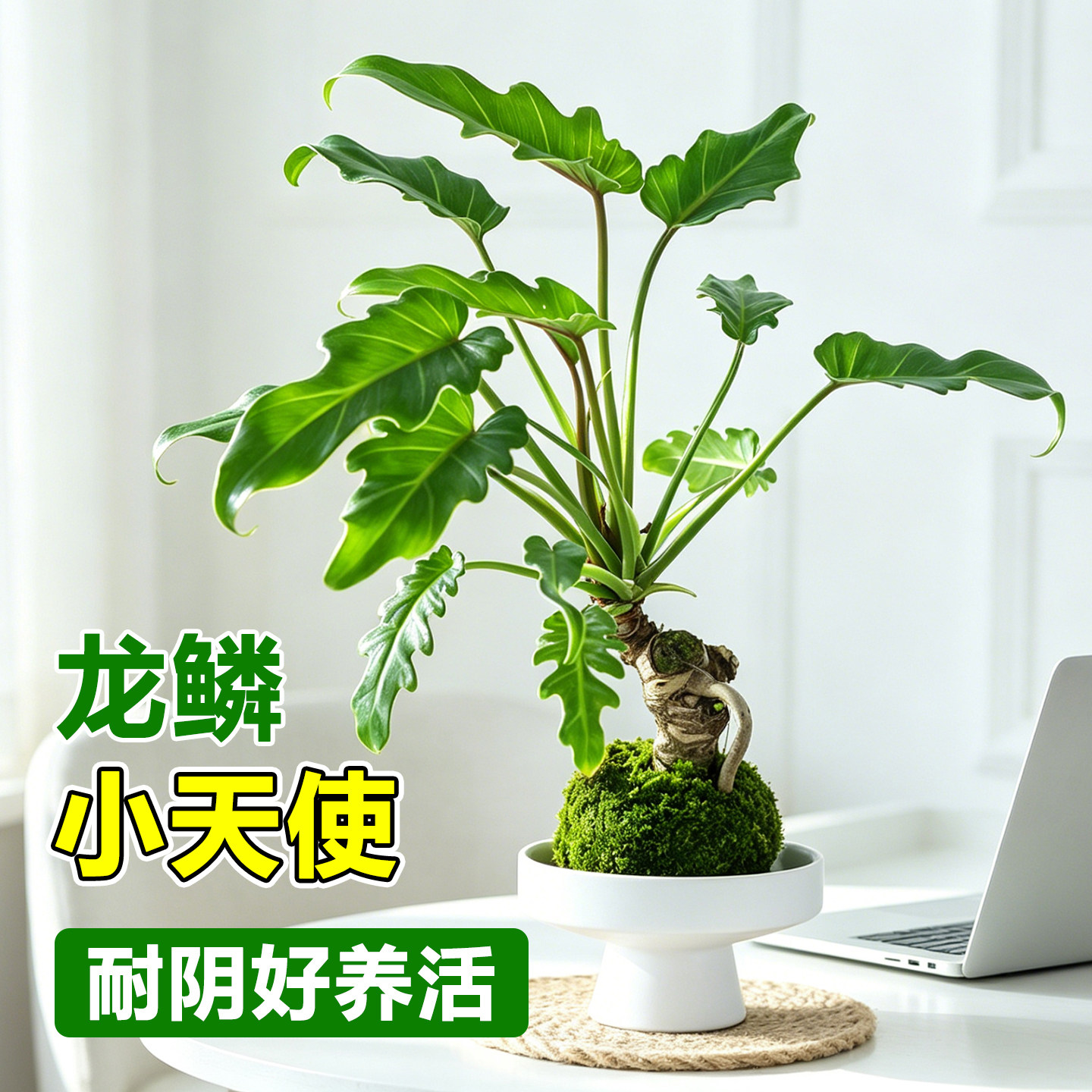 龙鳞春羽小天使苔藓球水培植物盆栽绿植客厅办公桌面盆景四季好养