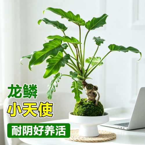 龙鳞小天使苔藓球春羽盆栽绿植