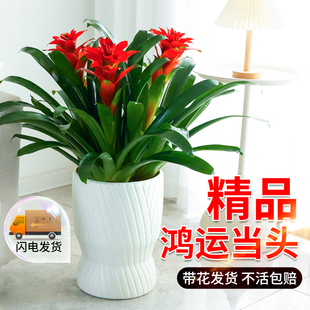 鸿运当头盆栽带花苗客厅室内大型绿植凤梨红运当头盆景真花卉植物