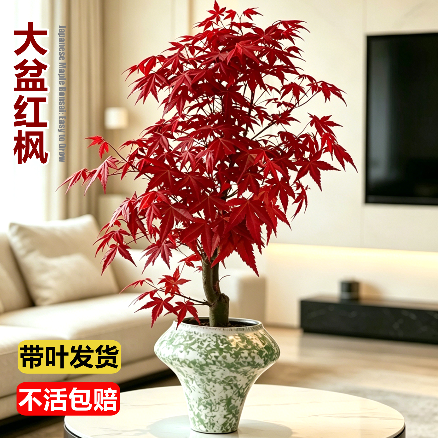 日本红枫盆景红舞姬红枫盆栽树苗阳台室内桌面绿植物耐阴四季好养
