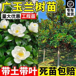 广玉兰大树苗荷花玉兰庭院耐寒盆栽四季常青行道大型绿化苗风景树