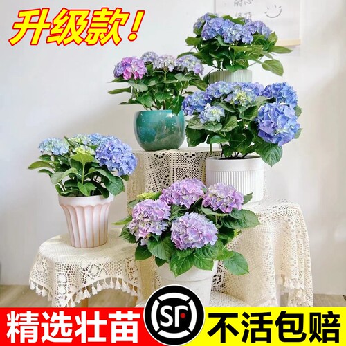 大花绣球花苗盆栽懒人好养活