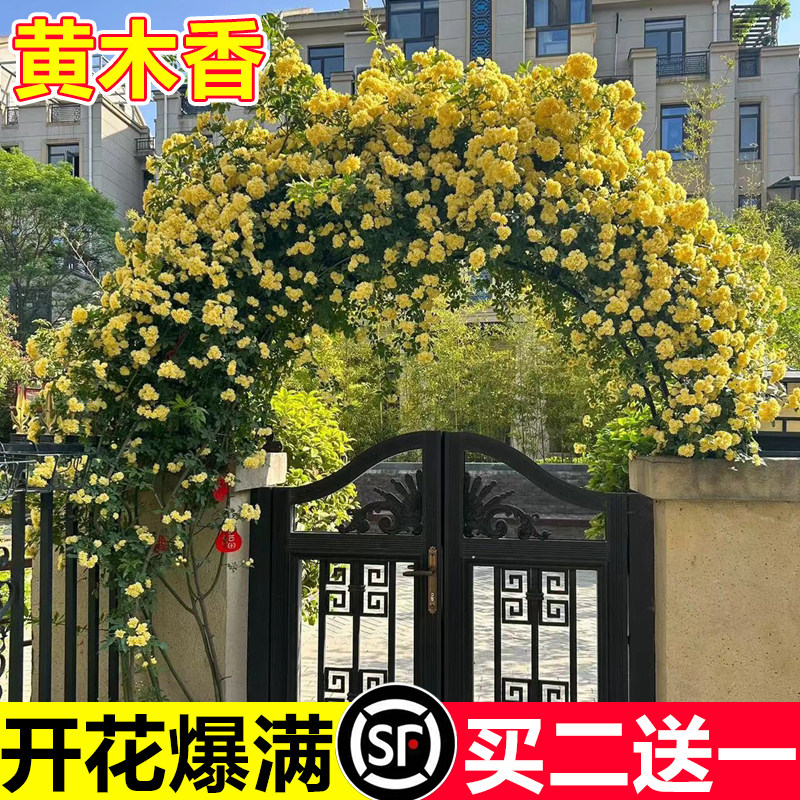 黄木香花苗爬藤植物老桩懒人好养图片