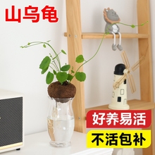 山乌龟水培植物室内桌面圆叶盆栽金不换种球爬藤观叶四季好养绿植