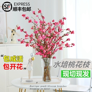 水培桃花枝鲜花干支带花室内花卉鲜切水养绿植干枝吊钟植物好养活