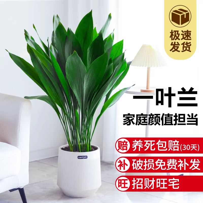 一叶兰盆栽植物室内客厅桌面大叶观叶绿植四季常青懒人花卉好养活