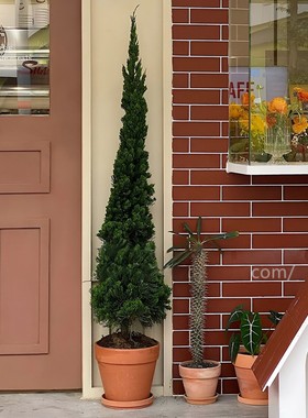 龙柏松盆栽塔松室内客厅绿植大型户外好养活观叶植物侧柏四季常青