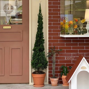 龙柏松盆栽塔松室内客厅绿植大型户外好养活观叶植物侧柏四季常青