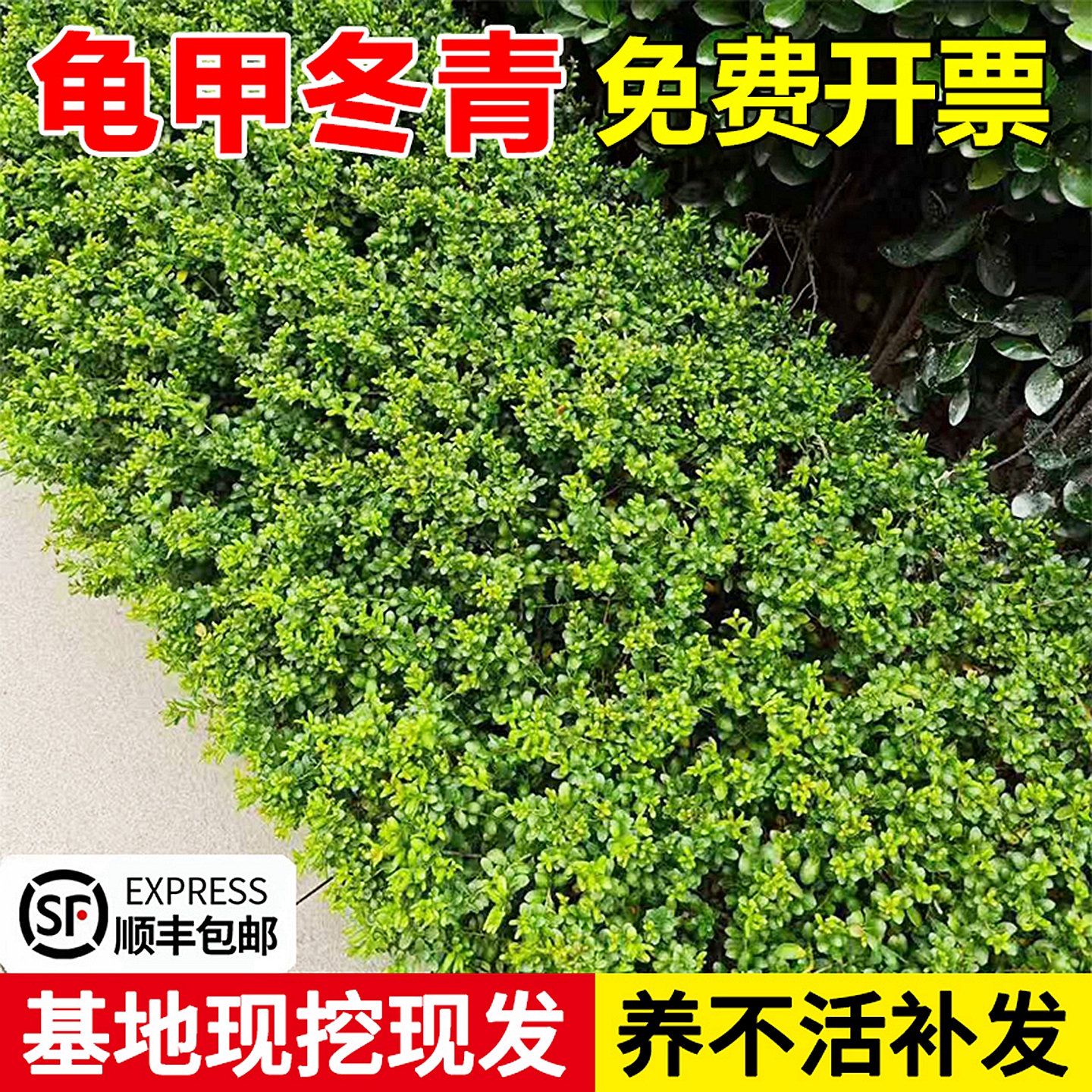 龟甲冬青树苗室外四季庭院绿化苗