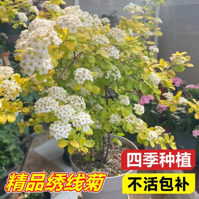 菱叶绣线菊盆栽庭院绿植花卉